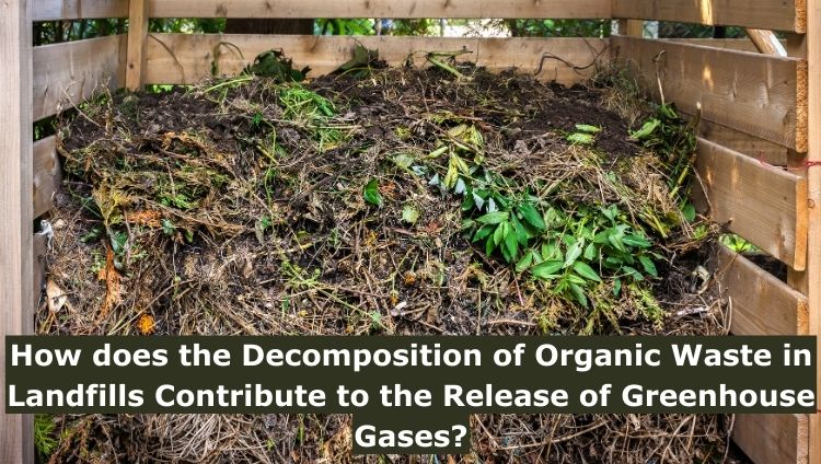 How does the Decomposition of Organic Waste in Landfills Contribute to the Release of Greenhouse Gases?