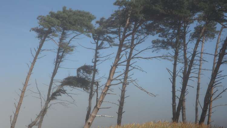 Preparation During High-Wind Events